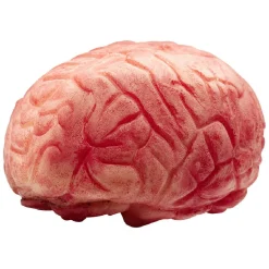Faux cerveau en plastique-Gifi Best