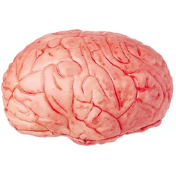 Faux cerveau sanglant en plastique-Gifi Sale
