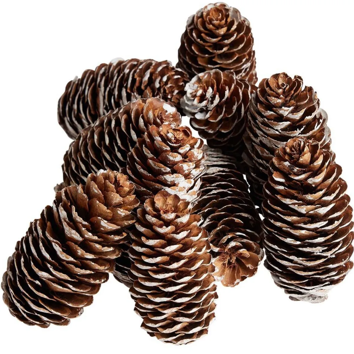 Pomme de pin finition enneigée x10-Gifi Online