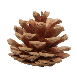 Pomme de pin naturel décoration-Gifi Hot