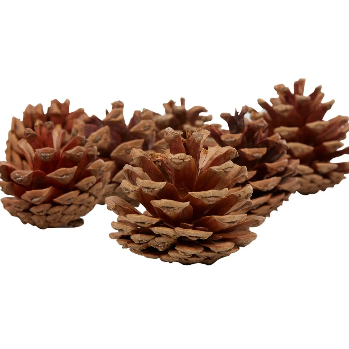 Pomme de pin naturel décoration-Gifi Hot