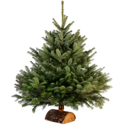 Sapin de Noël naturel Nordmann 100 cm-Gifi New